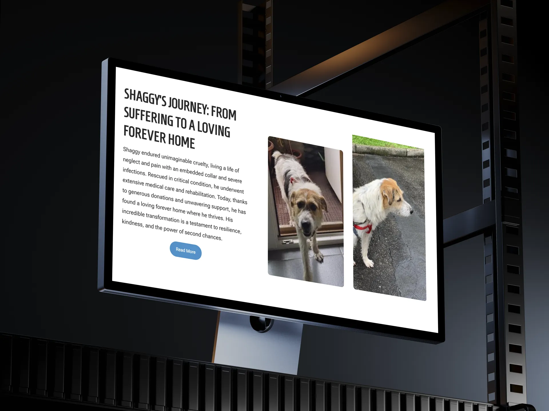 4 Zampe Rescue Albania — image 1